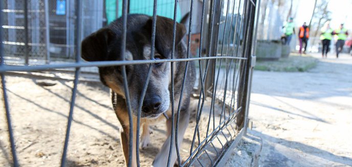 Daj dom podopiecznym olsztyńskiego schroniska dla zwierząt [ZDJĘCIA]