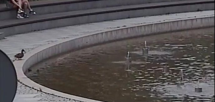 Fontanna w parku Centralnym uwięziła kaczuszki. Na pomoc ruszyli strażnicy miejscy [WIDEO]