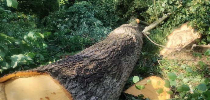 Dobre Miasto: deweloper wyciął drzewa w okresie lęgowym ptaków. Lokalna radna bije na alarm