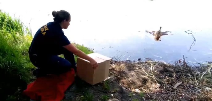 Artykuł: Kaczki wałęsały się po centrum Olsztyna [WIDEO]