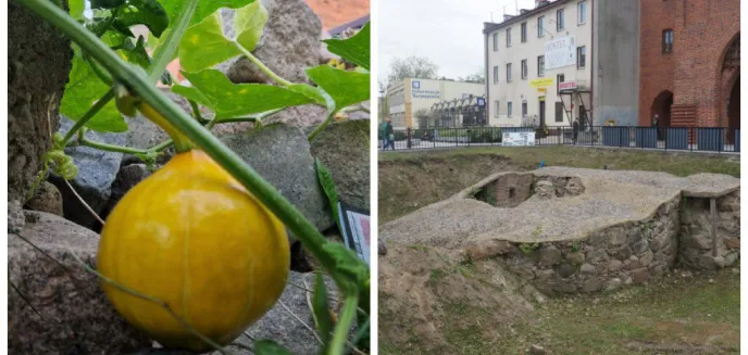 Olsztyn. Wielki powrót dyni do rondeli przy Wysokiej Bramie