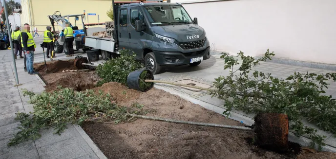 Ostatnie dęby w centrum Olsztyna znalazły swoje miejsce [ZDJĘCIA]