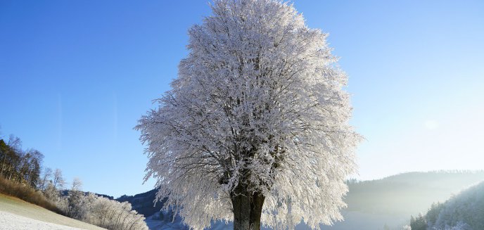 Artykuł: Kolejne drzewa w Olsztynie pod szczególną ochroną. Najstarsze ma 270 lat