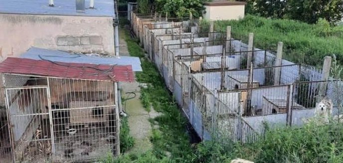 Liczne zaniedbania schroniska dla zwierząt w Bystrym. Burmistrz Giżycka usłyszał zarzuty
