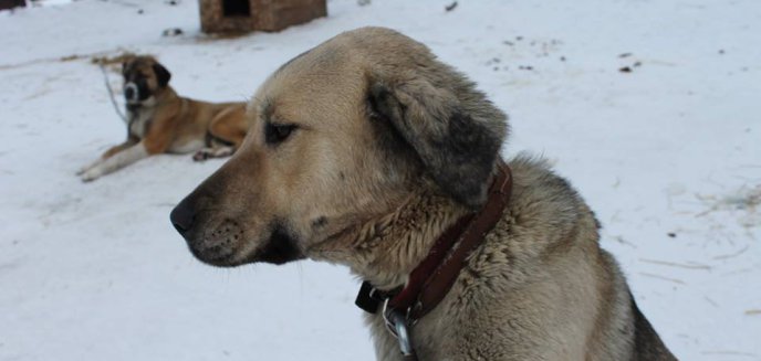 Dom tymczasowy dla 130 psów w ramach akcji „Mrozy”. Inicjatywa schroniska wzbudziła kontrowersje [WIDEO]