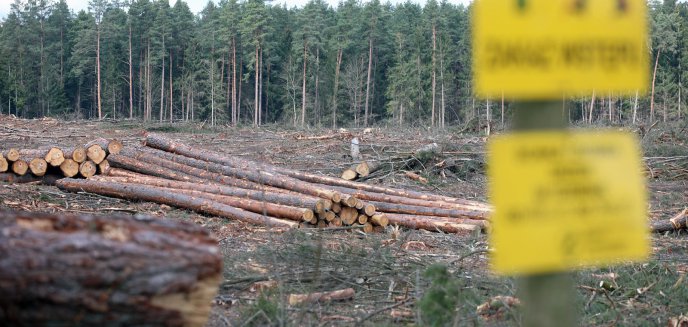 Ogromne wycinki drzew w warmińsko-mazurskim. Czy nowa dyrekcja Lasów Państwowych je powstrzyma?