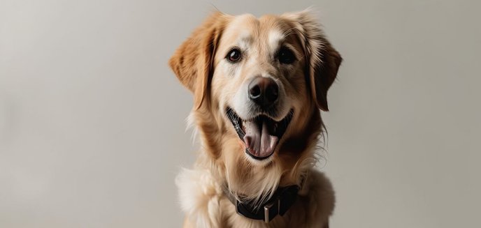 Mokra karma dla psa: Poradnik eksperta w wyborze i karmieniu