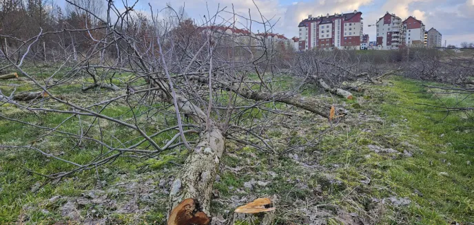 Osiedle Generałów. Ze ''starych sadów'' wycięto drzewa [ZDJĘCIA]