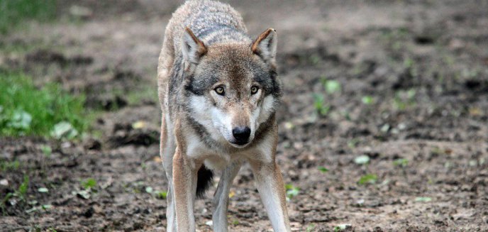 „Ludzie boją się wchodzić do lasu, zwłaszcza z psami”. Czy w Olsztynie zagościły wilki?