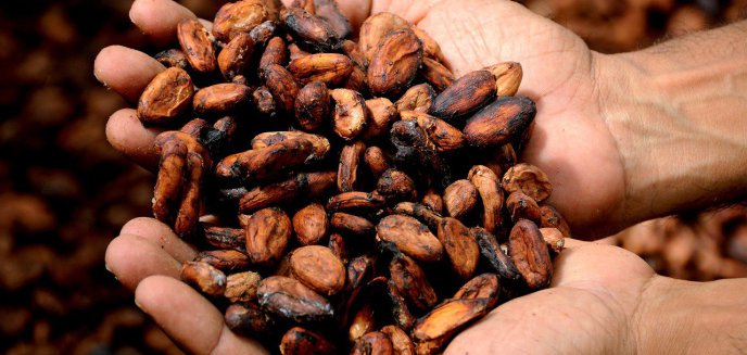 Artykuł: Wzrost cen kakao na światowych giełdach szybko nie odpuści. Polacy to odczują. I to nie tylko na słodyczach