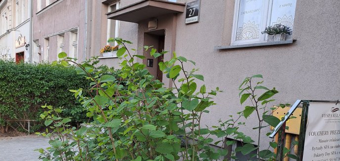 Artykuł: Inwazyjny gatunek rośliny przed jednym z olsztyńskich bloków. Co na to urząd miasta?