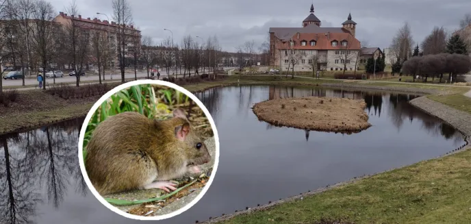 Deratyzacja przy ul. Wilczyńskiego w Olsztynie? Jeszcze chwila i znajdą się w kanalizacji