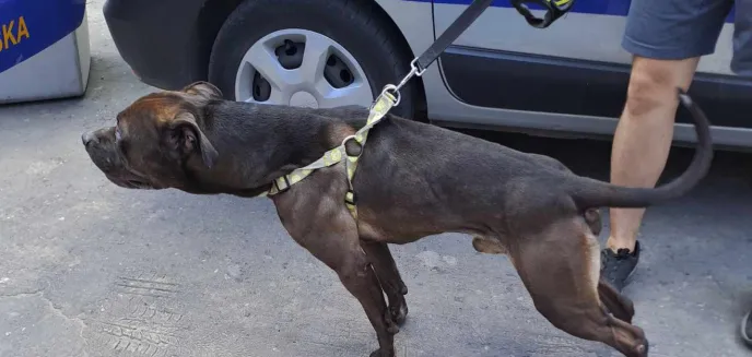 Pitbul biegał po ulicach Olsztyna. Chudy, zaniedbany