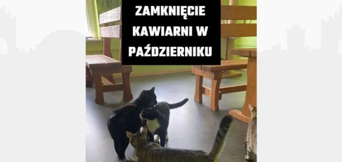 Kocia kawiarnia w Olsztynie kończy działalność. Potrzebne adopcje