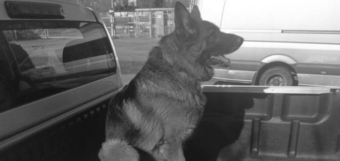 Artykuł: Nagła śmierć Młota. Policjanci z Olsztyna żegnają psiego towarzysza