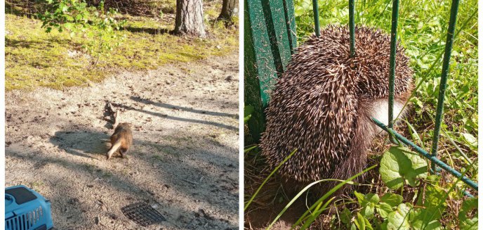 Artykuł: Jeż pomiędzy szczebelkami ogrodzenia i jenot w okienku piwnicznym. Nietypowe interwencje straży miejskiej [ZDJĘCIA]