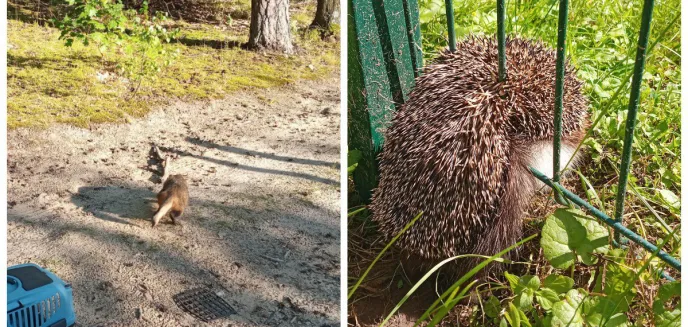 Jeż pomiędzy szczebelkami ogrodzenia i jenot w okienku piwnicznym. Nietypowe interwencje straży miejskiej [ZDJĘCIA]