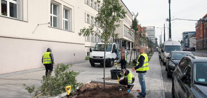 Olsztyn miastem-ogrodem. Ratusz zamawia ponad 200 drzew