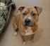Amstaff został oddany do schroniska w Olsztynie po zaledwie kilku dniach w domu nowego właściciela
