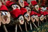 Caga Tió jeden z najpopularniejszych symboli świątecznych w Katalonii
