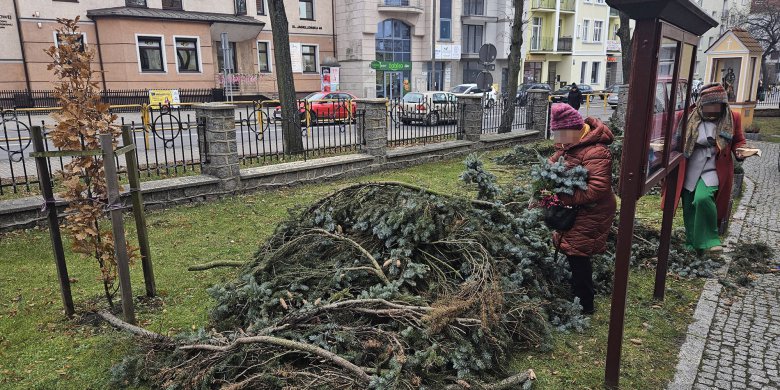 Artykuł: Zatorze. Wycięli drzewa przy kościele. „Nie mogę na to patrzeć!”