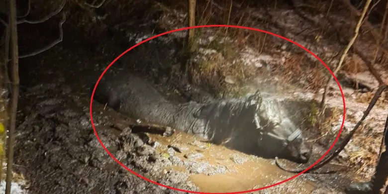 Koń "tonął" w błocie pod Olsztynem. Nocna akcja służb