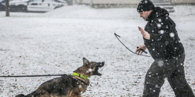 Artykuł: Psy zaatakowały na Dajtkach. Interweniowała straż miejska