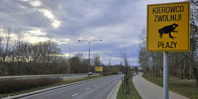 Artykuł: Olsztyn. Kierowco, zwolnij! Nowe znaki ostrzegają przed migrującymi płazami