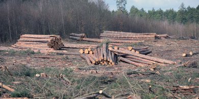 Artykuł: Nielegalna wycinka drzew pod Nidzicą. Inwestor twierdzi, że o niczym nie wiedział