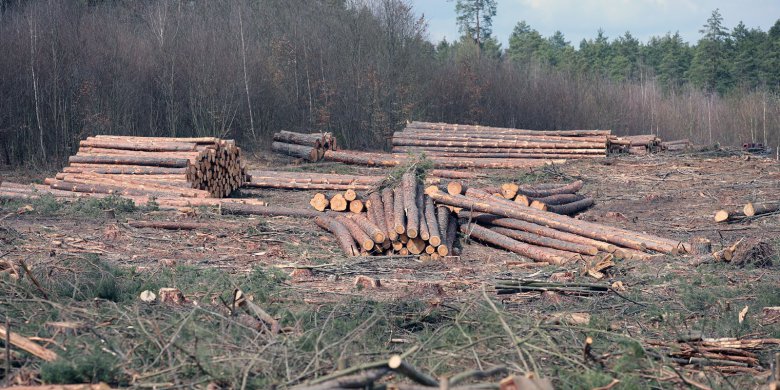 Nielegalna wycinka drzew pod Nidzicą. Inwestor twierdzi, że o niczym nie wiedział