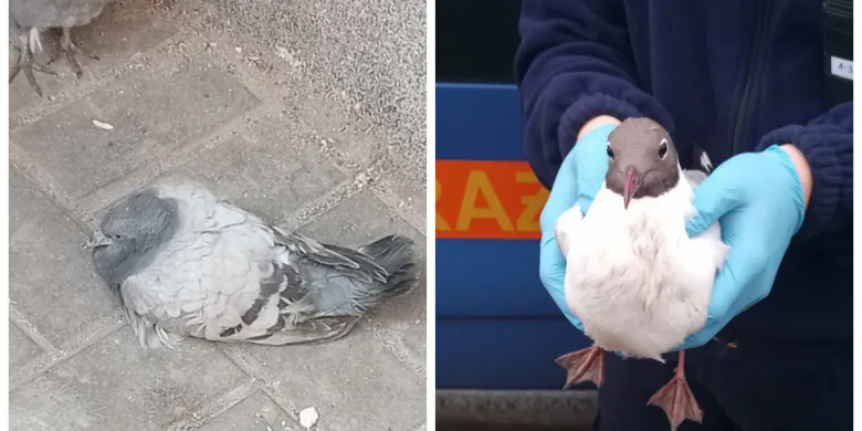 Olsztyn. Mewa ze złamanym skrzydłem i gołębie, które wypadły z rynny. Strażnicy pomogli ptakom