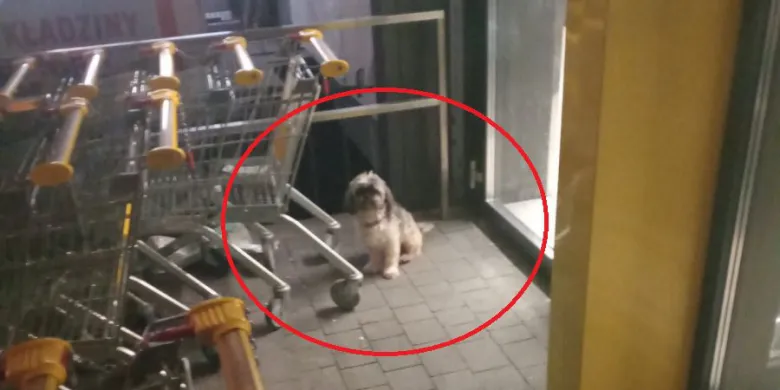 Olsztyn. Sklep był już zamknięty, a pies nadal czekał na właściciela