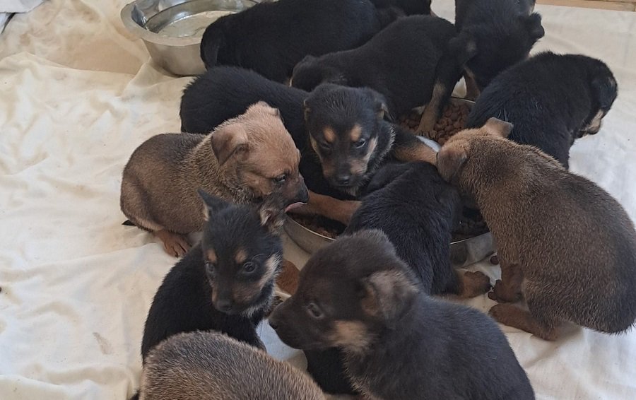 12 szczeniaków porzuconych w rowie w gminie Dywity. "Powinny być z mamusią"