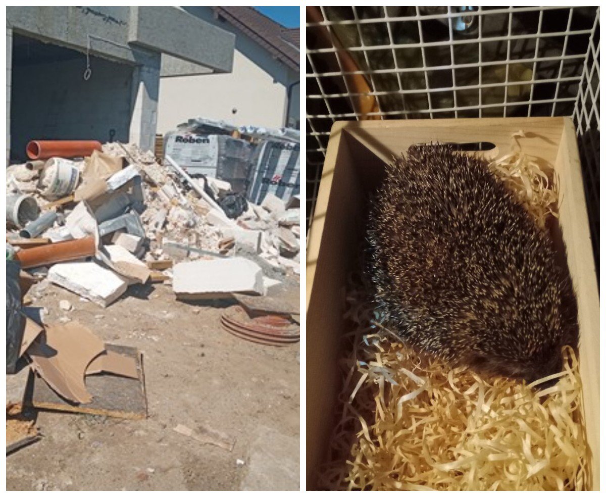 Strażnicy na robocie: jeże, bałagan i tamowanie ruchu w centrum Olsztyna