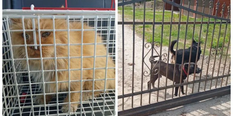 Olsztyn. „Dziwny” kotek przy ul. Krasickiego, agresywne psy nad Skandą