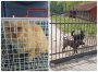 Strażnicy miejscy interweniowali ws. chorego kota i agresywnych psów