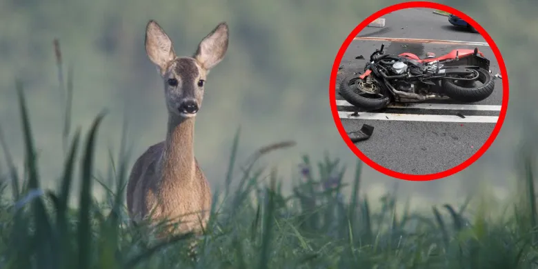 Mazurska sarna "zdjęła" 59-latka z Hondy. Mężczyzna trafił do szpitala