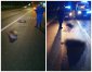 Na al. Sikorskiego doszło do śmiertelnego potrącenia dzików