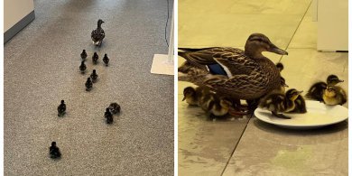 Artykuł: Kacza rodzina odwiedziła Galerię Warmińską w Olsztynie [ZDJĘCIA]
