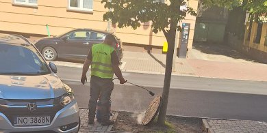 Artykuł: Remont ulicy Kopernika. Czy inwestycje idą w parze z troską o przyrodę?