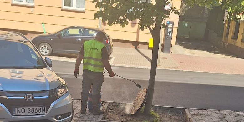 Remont ulicy Kopernika. Czy inwestycje idą w parze z troską o przyrodę?