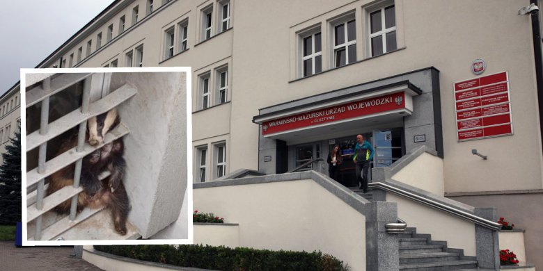 Olsztyn. Borsuk z wizytą w urzędzie wojewódzkim [ZDJĘCIA]
