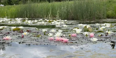 Monet w Olsztynie? Lilie wodne zakwitły w parku Nagórki-Jaroty