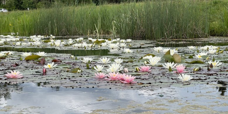 Monet w Olsztynie? Lilie wodne zakwitły w parku Nagórki-Jaroty