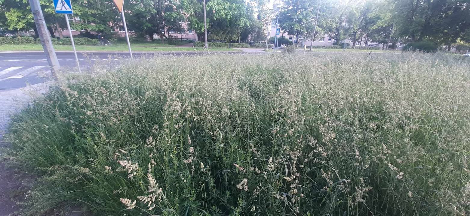 Kosić czy nie kosić? Trawa dzieli mieszkańców Olsztyna