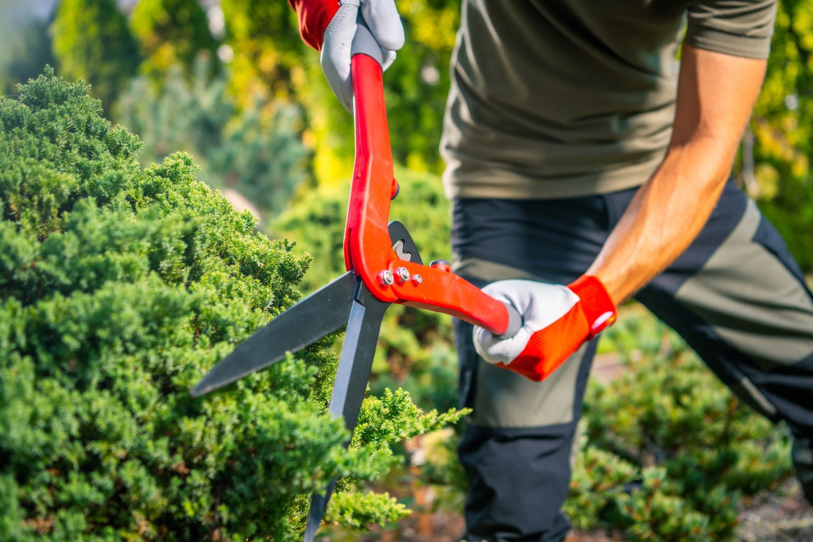 Konserwacja sekatorów i nożyc do żywopłotu – czyszczenie, ostrzenie i smarowanie