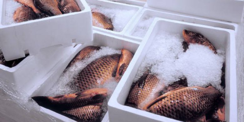 Król polskich stołów czy „śmieciowa” ryba. Karp jako nieodłączny element wigilijnej tradycji