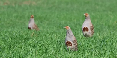 Kuropatwa - jak przywrócić ją na pola Warmii i Mazur?