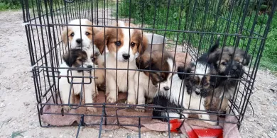 Właścicielka fermy grozy spod Lubomina usłyszała wyrok. Zdecydowanie za mały