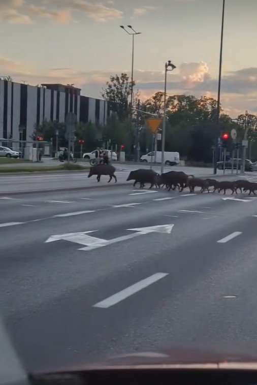 Dziki wróciły do Olsztyna [WIDEO]